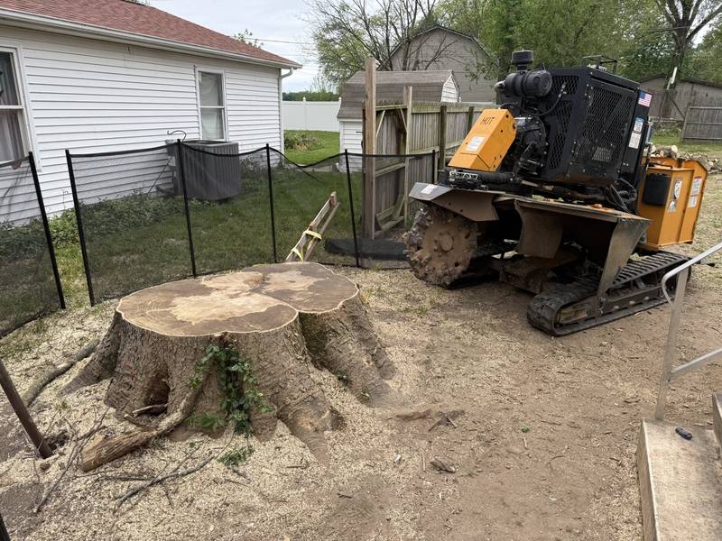 Remote-controlled stump grinder next to an oversized stump beside a Central Indiana home