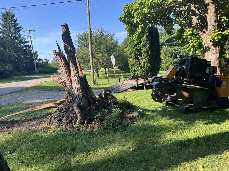 Tall dead tree trunk staged for a difficult removal by Triple B's in Central Indiana
