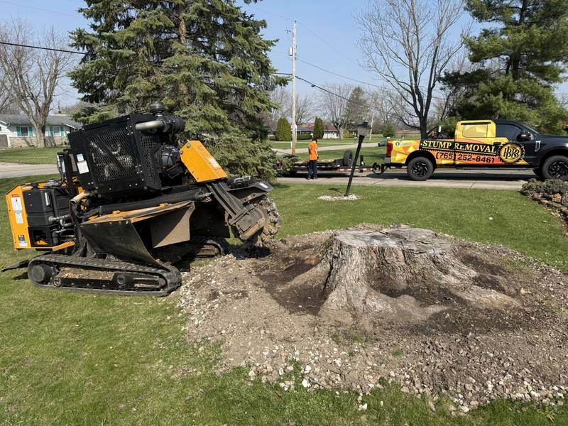 Tracked remote-controlled stump grinder finishing a stump in a grassy Central Indiana yard
